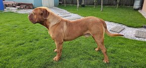 Bordeauxská doga - pes krytí - 4