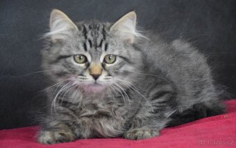 Sibiřské kotě s PP - 4