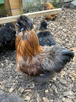 Kohout hedvábnička - 4