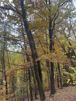 Prodej lesního pozemku k.ú. Přísečná - 4