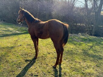 Quarter horse klisnička - 4