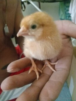 kuřátka Ayam Cemani,Sandchak,Brakelka zlatá - 4