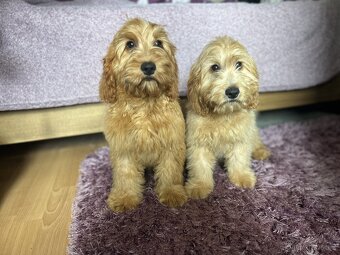 Cockapoo - 4