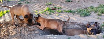 Belgický ovčák malinois bez PP - 4