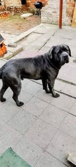 Cane corso - 4