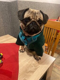 Nabízí se psí gentleman ke krytí – MOPS Teodor hledá lásku ( - 4