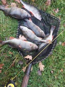 Candat štika okoun - 4