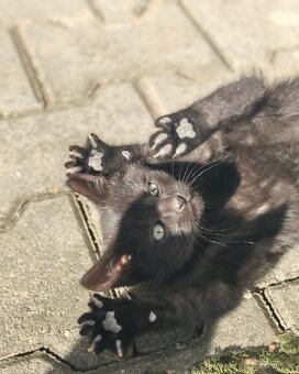 Hravá koťátka - 4