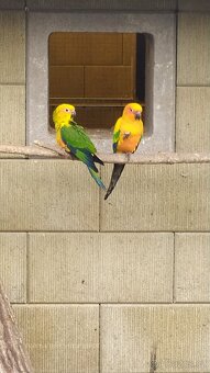 Aratinga sluneční - 4