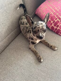 Čivava ke krytí - 4