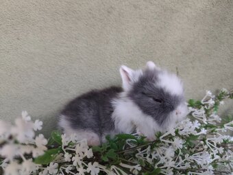 Nádherný Teddy sameček s VP - 4