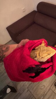 Prodam Agamu + terarium - 4