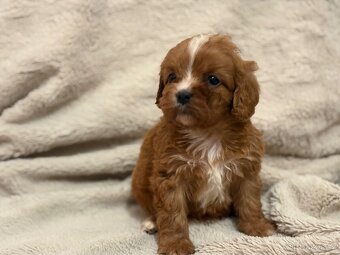 Cavapoo - 4