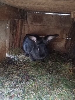 Prodám mladé samice na chov. - 4