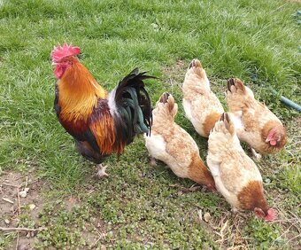 Appenzelsky chocholaci, hedvabnicka, Faverolky, Araucana - 4