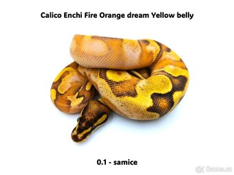 Krajta královská (Python regius) - mláďata - 4