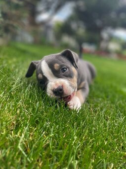 Stěně American Bully - 4