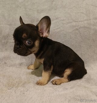 Francouzský buldoček, šteniatka Blue, Faun, Black Tan - 4