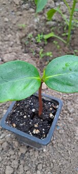 Čierna sapota- Diospyros digyna - 4