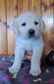 Labradorský retriever s PP- volný pejsek - 4