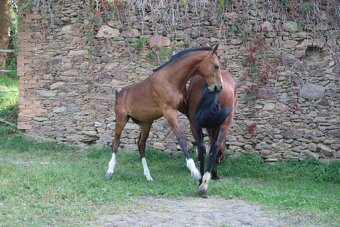 Letošní hřebeček na prodej - 4