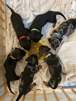 Jezevčík trpasličí krátkosrstý - 4