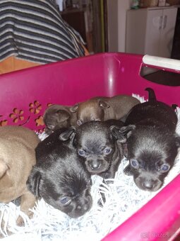 Čivava krátkosrstá - 4