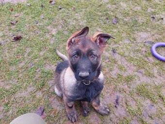 Německy ovčák s PP - volný pejsek - 4