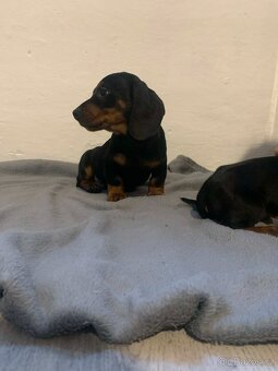 JEZEVČÍK HLADKOSRSTÝ - 4