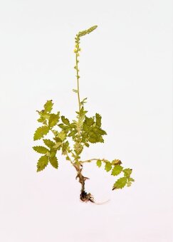 Prodám kvalitní herbář - 4