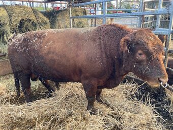 plemenný býk dexter - 4