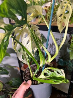 Monstera Adansonii Variegata (tricolour) - 4