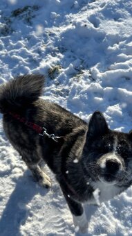 Micutoshi Kuroma ( akita inu s pp) - 4