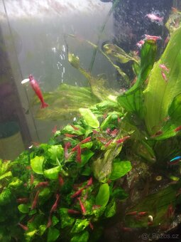 Krevetky Red Cherry - 4
