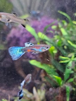 Daruji paví očka - 4