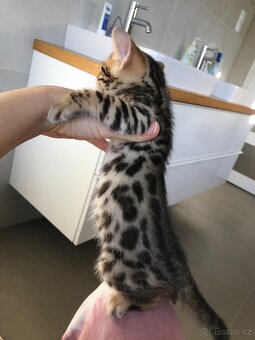 Bengálská koťata - 4