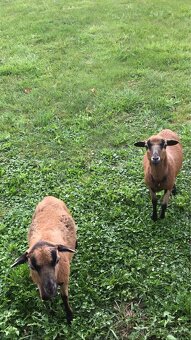 Kamerunské ovce - 4