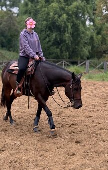 American Quarter horse - Happy Whiz Kid - 4