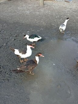 Prodám pižmovky - 4