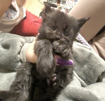 Mainské mývalí koťátka s PP - 4