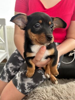 Jack russel teriér - 4