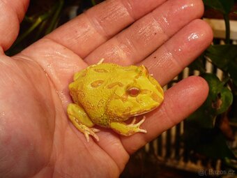 Rohatka cranwellova - 4