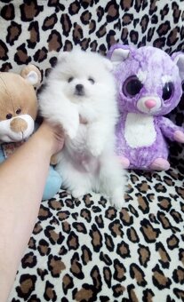 Pomeranian - 4