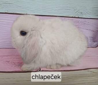 Králíčci Minilop - 4