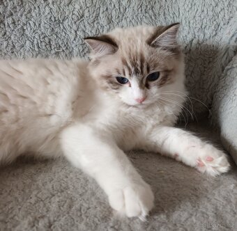 Kočička ragdoll seal bic. lynx s PP - 4