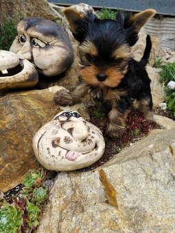Yorkshire terrier, Jorkšírský teriér PP FCI - 4
