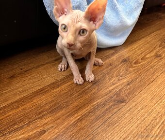 Kanadský Sphynx s průkazem původu - 4