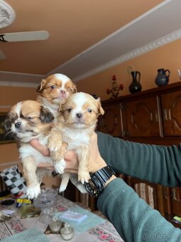 Stenatko Pekinezer - 4