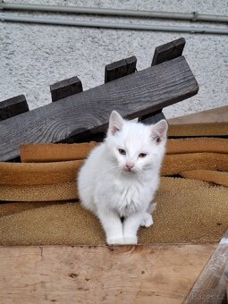 4 koťátka hledají domov - 4