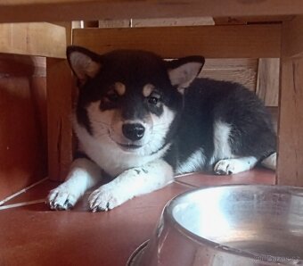 Shiba inu, štěňátko, fenečka. - 4
